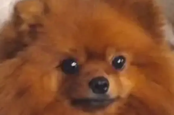 Собаки потеряшки, , фото: Потеряшка собака, ул. Макарова 29, Тверь