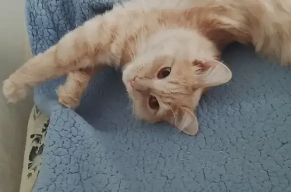 Пропала кошка, ул. Лукашевича, 6, Омск - photo