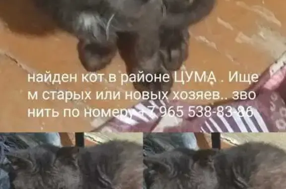 Найдена кошка, Асбест, фото: Найдена кошка, ул. Победы 21, Асбест