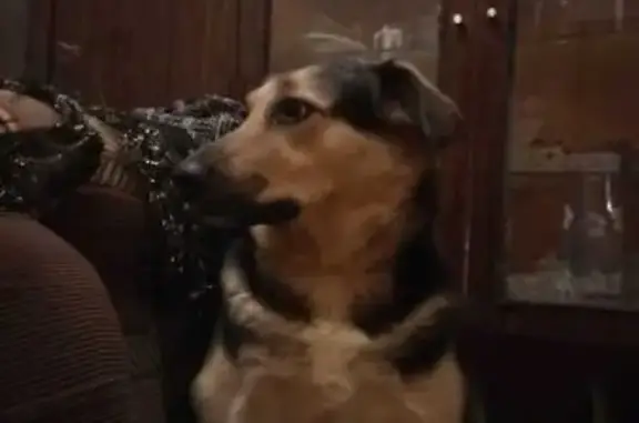 Собаки потеряшки, Долгопрудный, фото: Потеряшка собака, Московское шоссе 27к2