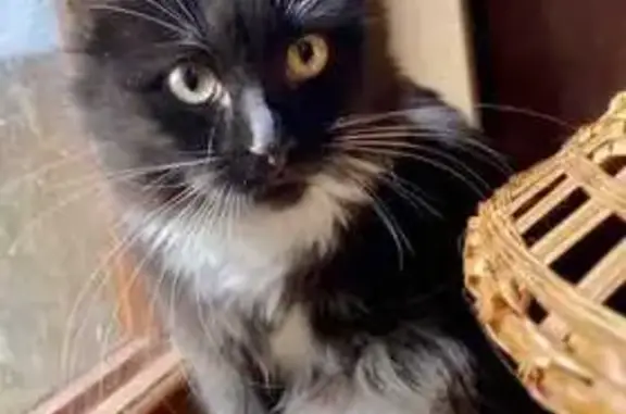 Пропала кошка, ул. Побратимов, 13, Люберцы
