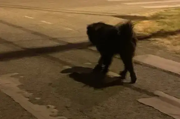 Собака найдена: пр. Ковтюха 2/1, Краснодар