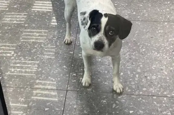 Найдена собака, Садовая 159 с1, Краснодар