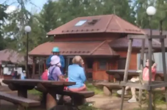 Найдена собака, Зыковский сельсовет, фото: Найдена собака на 3 кордоне, Пытхун