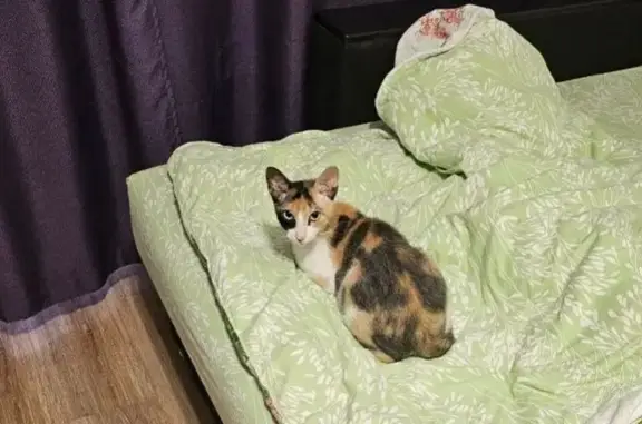 Пропала кошка, Арктическая ул. 10, Салехард