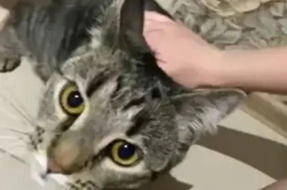 Объявления о пропавших и найденных животных, Санкт-Петербург, фото: Пропала кошка, Светлановский пр. 56 к1