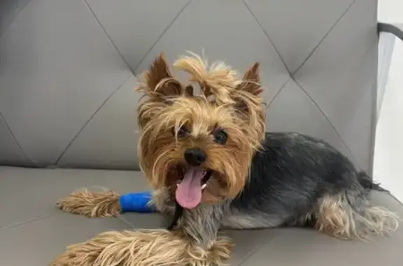 Собаки потеряшки, Тихорецк, фото: Потеряшка собака, ул. Грицанова 23А, Тихорецк