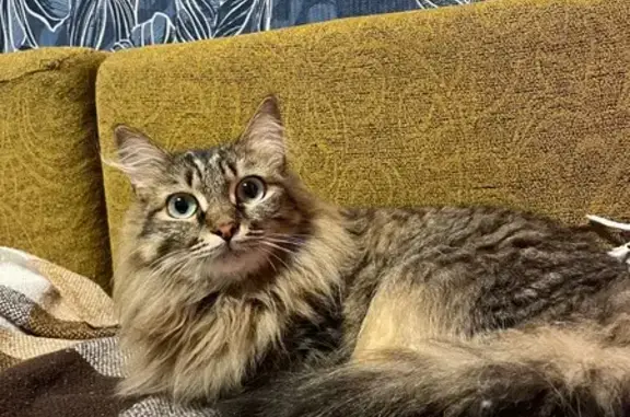 Найдена кошка, Каинская Заимка, фото: Кошка найдена: ул. Серебряное озеро, 8