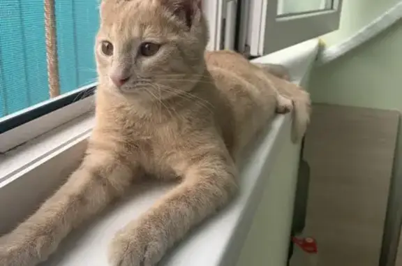 Пропала кошка, ул. 8 Марта, 62, Ульяновск