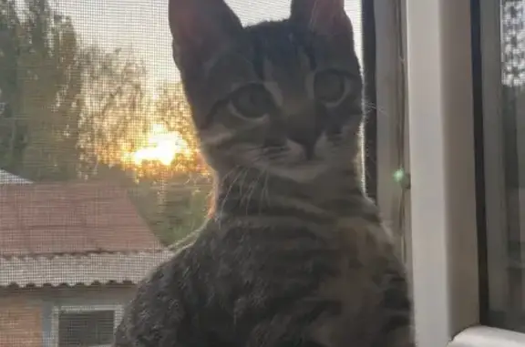 Кошки потеряшки, Каменск-Шахтинский, фото: Потеряшка кошка, ул. Ленина 60, Каменск