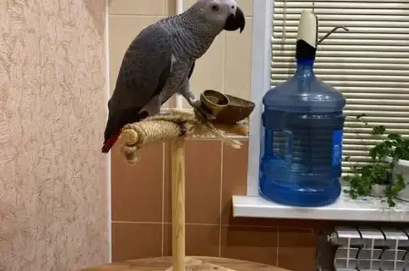 Объявления о пропавших и найденных животных, Республика Коми, фото: Пропала птица, ул. Зелёная, СОТ 