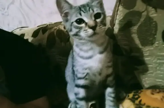 Пропала кошка, ул. Пушкина 21, Мельниково