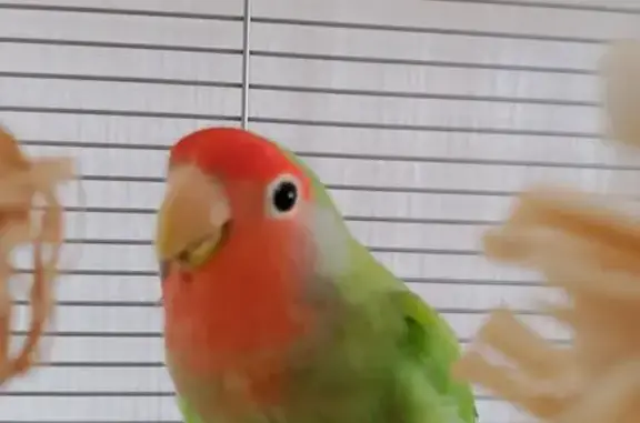 Пропала птица, Советский пр., 43 к1