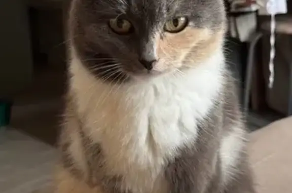 Объявления о пропавших и найденных животных, Сортавала, фото: Пропала кошка, Лесная ул., 41, Сортавала