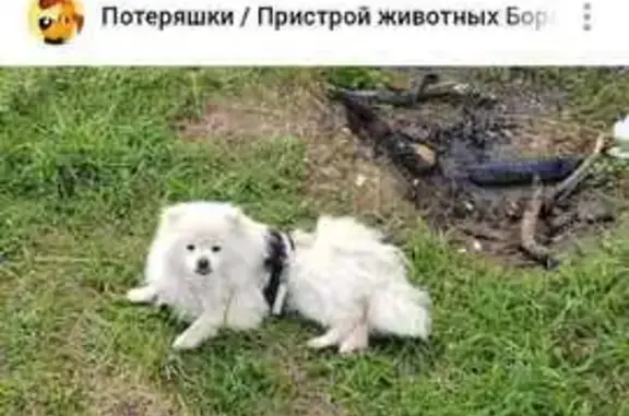 Найдена собака, , фото: Шпиц найден: ул. Женщин-Работниц, 5, Боровск