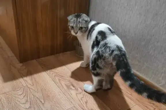 Найдена кошка, Вологда, фото: Кошка у дома: Разина 55А, Вологда