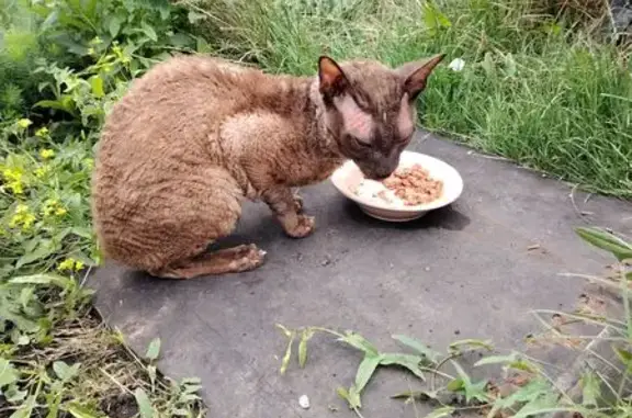 Кот найден: ул. Крамского, 83, Пенза