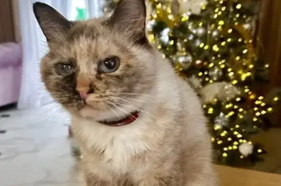 Пропала кошка, ул. Киевская, Романово