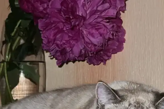 Кошки потеряшки, Йошкар-Ола, фото: Потеряшка кошка, Школьная 38, Йошкар-Ола