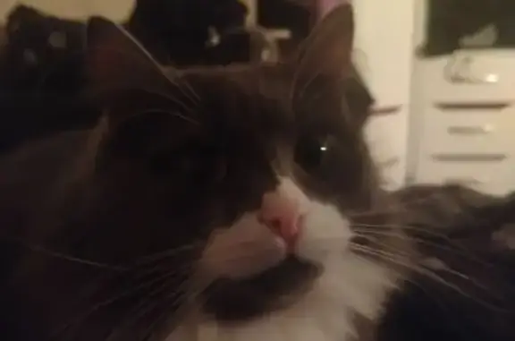 Кошки потеряшки, Мурманск, фото: Потеряшка кошка, ул. Орликовой, 53, Мурманск