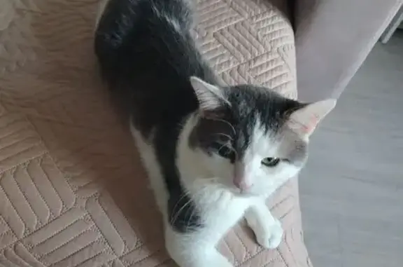 Кошки потеряшки, Тамбовская область, фото: Потеряшка кошка, Д. Елагино, Тамбовская обл.