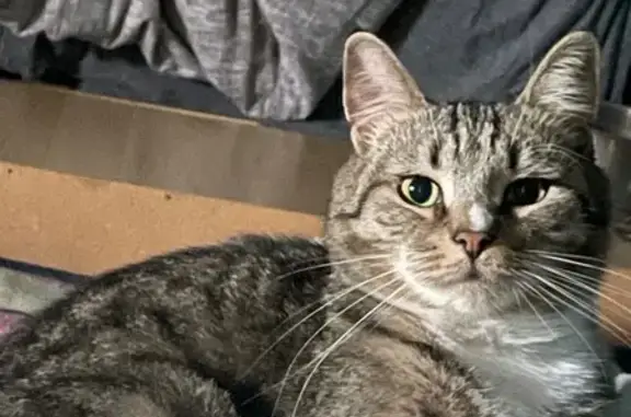 Кошки потеряшки, , фото: Потеряшка кошка, Обводного канала 42