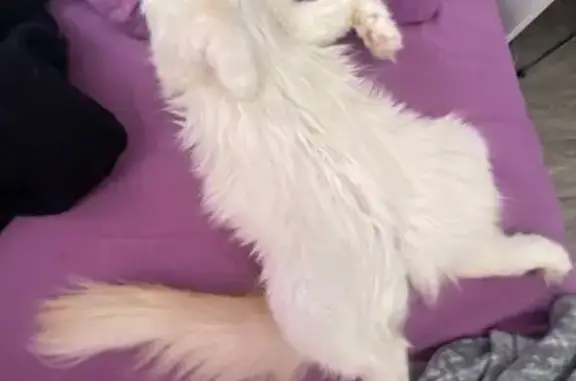 Объявления о пропавших и найденных животных, Бузулук, фото: Пропала кошка, 1 мкр, Бузулук, 16