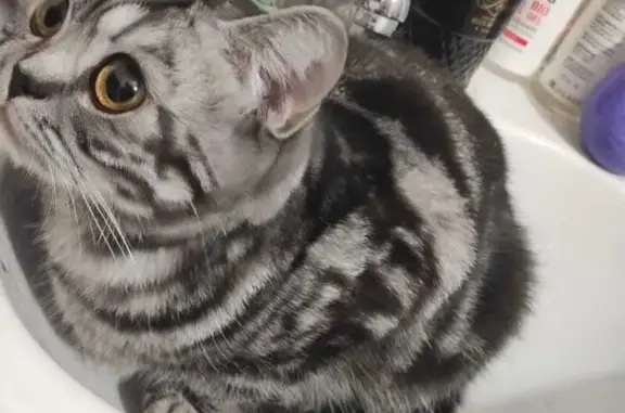 Кошки потеряшки, Казань, фото: Потеряшка кошка, ул. Братьев Касимовых, 8