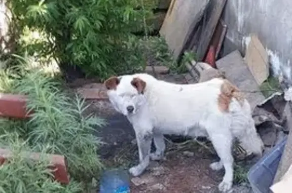 Найденные животные Петропавловск-Камчатский, фото: Собака найдена: Батарейная 3, Петропавловск