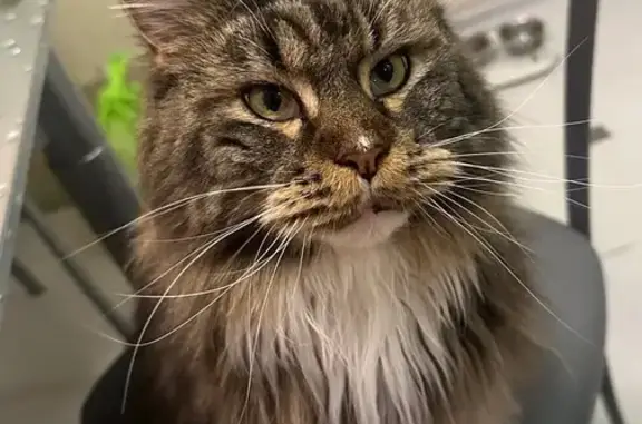 Кошки потеряшки, Хабаровск, фото: Потеряшка кошка, СНТ Рассвет, 18 км Влд шоссе