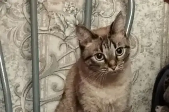 Кошки потеряшки, Уфа, фото: Потеряшка кошка, Ферина 12, Уфа