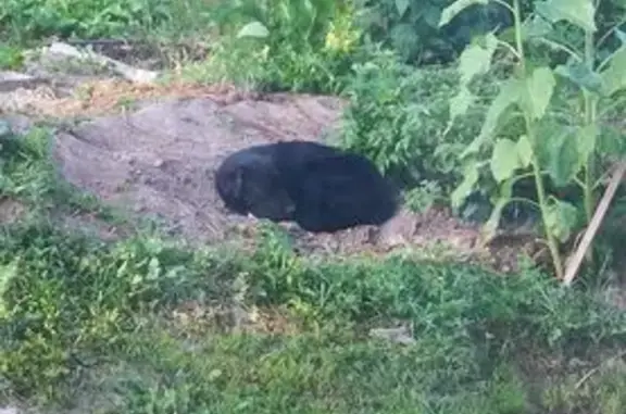 Найдена собака, Пермский край, фото: Найдена собака, Луговая улица, Пермь