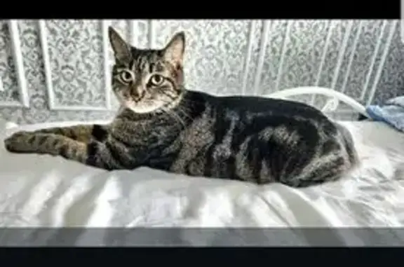 Кошки потеряшки, Хабаровский край, фото: Потеряшка кот в СНТ Кедр, Корфовское 