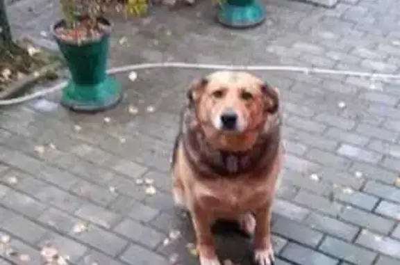 Потерянные животные Московская область, фото: Пропала собака, Молодь, МО