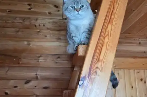 Пропала кошка, Ленинградская область