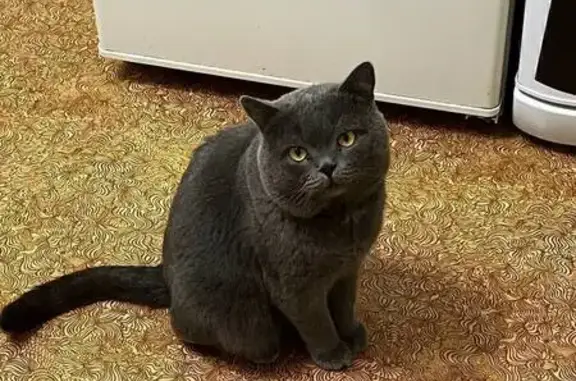 Кошки потеряшки, Емельяново, фото: Потеряшка кошка на Новой улице, 17, Емельяново