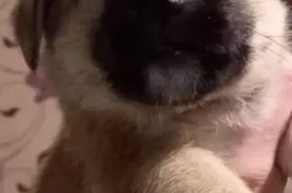 Щенок найден: Ново-Лагерная 23, Тамбов