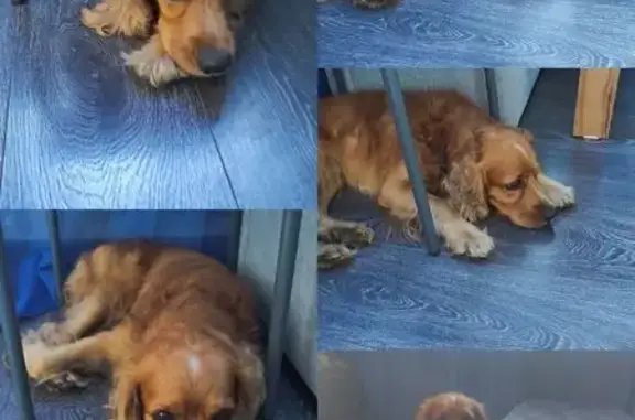 Пёс найден у фермы, д. Тертеж, Каменский - photo