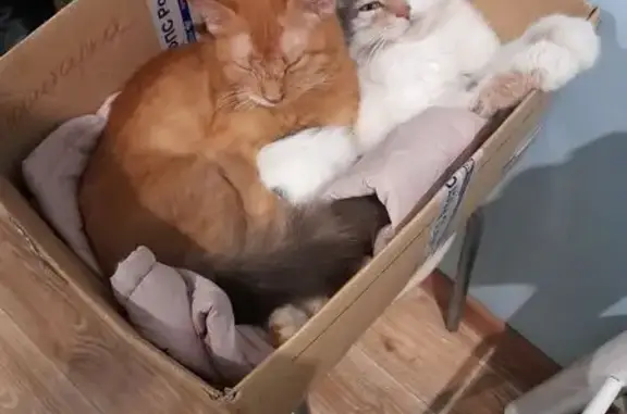 Пропала кошка, Магистральная 12, Суровикино