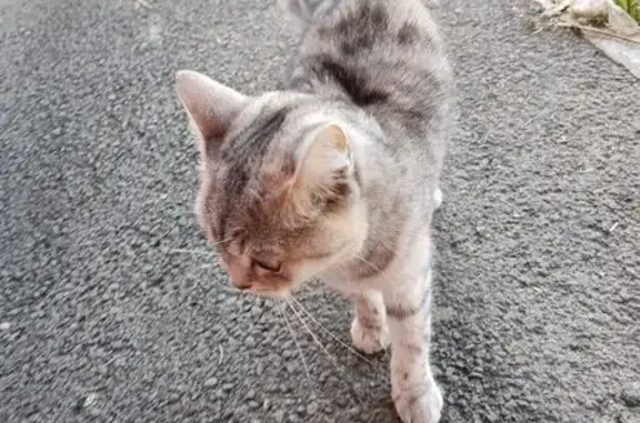 Кошка найдена: Шарлыкское шоссе 1/2