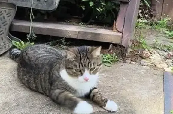 Кошки потеряшки, Московская область, фото: Потеряшка кошка в МО: серая с белым