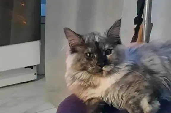 Кошки потеряшки, Иркутск, фото: Потеряшка кошка, Ярославского 246, Иркутск