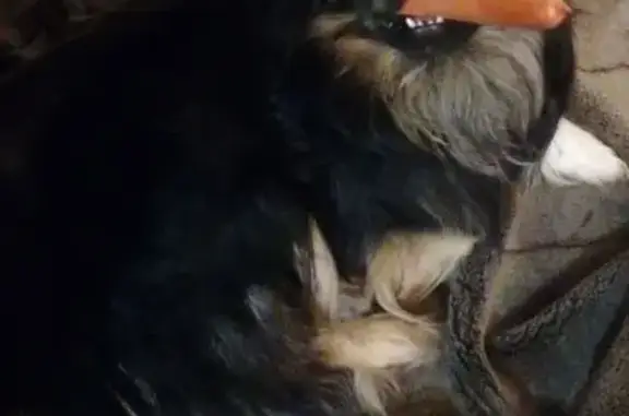 Собаки потеряшки, Новосадовый, фото: Потеряшка собака, Московская ул., Новосадовый