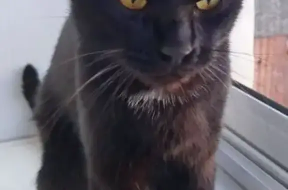 Кошка найдена: ул. Добролюбова, 10, Киров