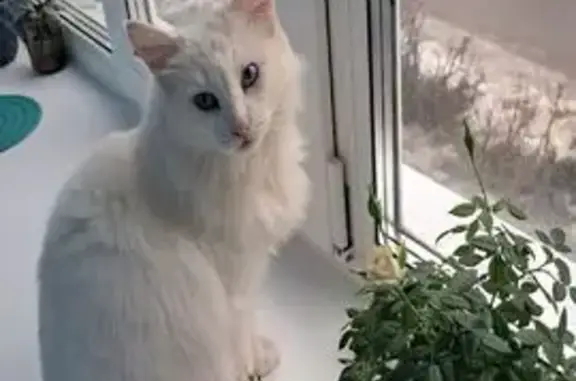 Пропала кошка, Зелёный бул., Новочебоксарск