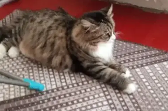 Найдена кошка, Хабаровск, фото: Кошка найдена, Набережная 27А, Хабаровск