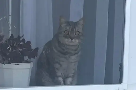 Кошки потеряшки, Орск, фото: Потеряшка кошка, Астероидная 61, Орск