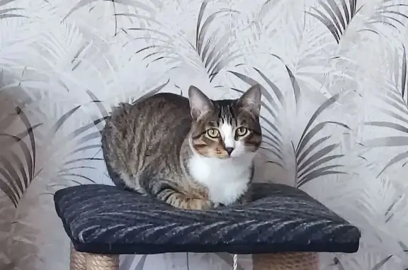 Кошки потеряшки, Шахунья, фото: Потеряшка кошка, ул. Коминтерна 90, Шахунья