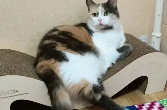 Объявления о пропавших и найденных животных, Заячье-Холмское сельское поселение, фото: Пропала кошка Муся, Набережная ул.