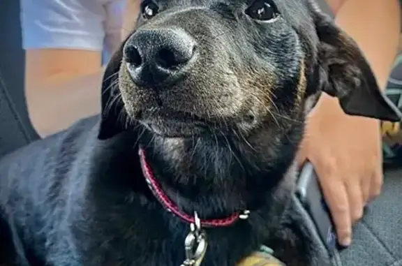 Найдена собака, Кожевниково, фото: Собака найдена, ул. Мичурина 73